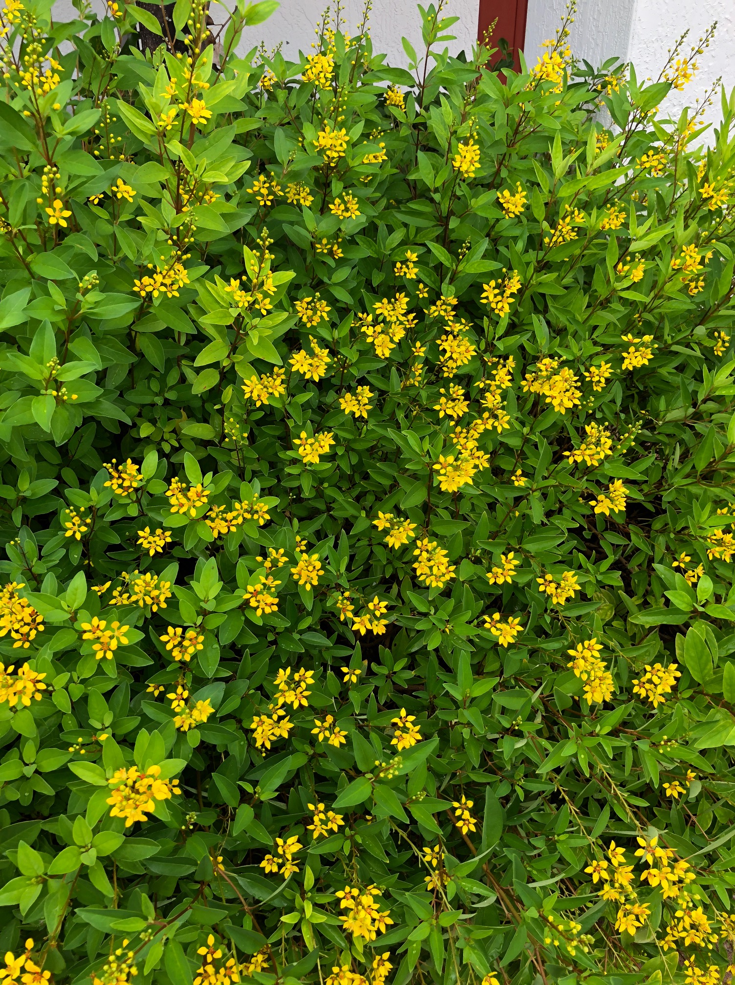 yellow flowers.JPG